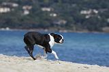 BOSTON TERRIER 295